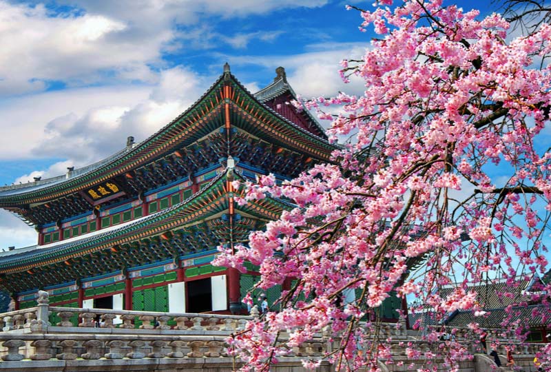 Cherry blossoms in spring, Seoul in Korea. asia